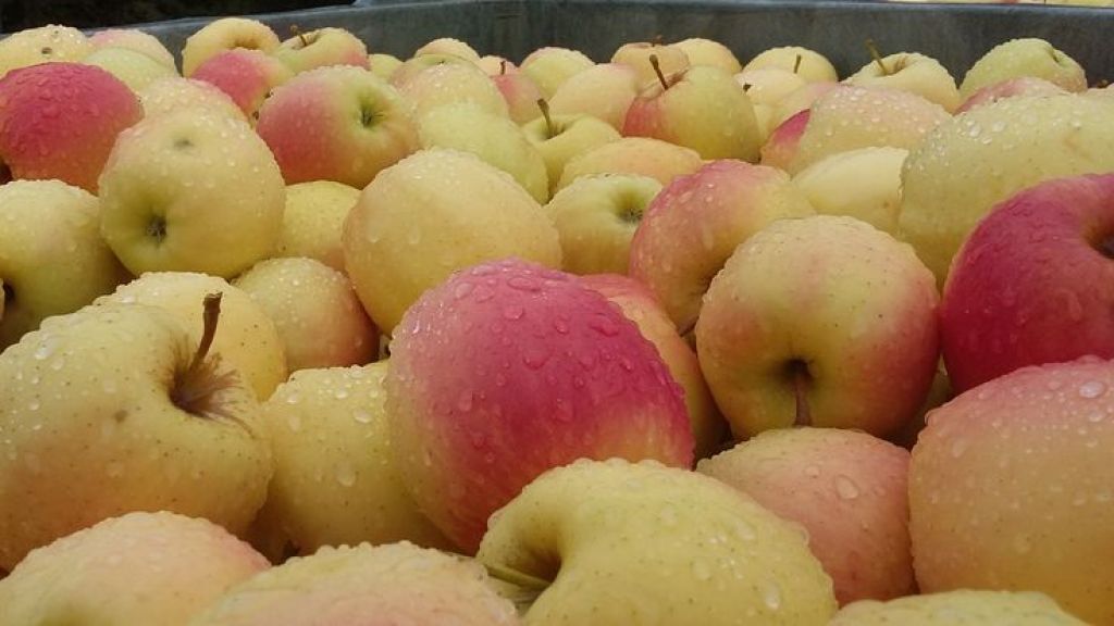 Ad Interpoma: le mele salutari sono coltivate con Bio Aksxter