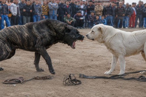 COLLARE A STROZZO O A STRANGOLAMENTO PER ANIMALI. COSA DICE LA LEGGE?